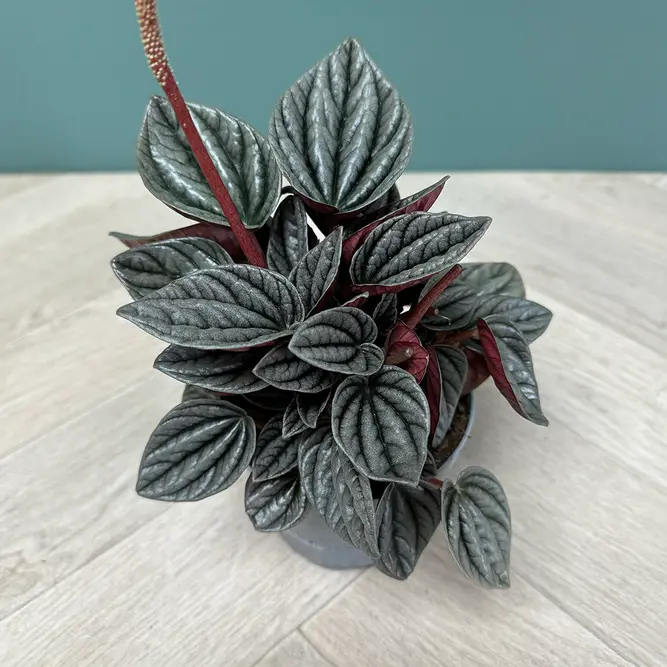 Peperomia caperata 'Caracus' (Pot Size 11cm) - image 2