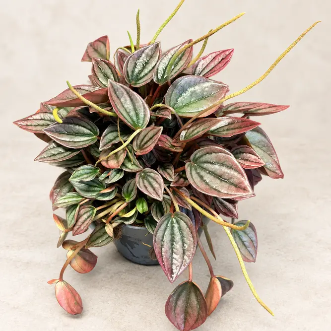 Peperomia caperata 'Cayenne' (Pot Size 12cm) Red Ripple Peperomia