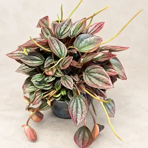 Peperomia caperata 'Cayenne'