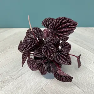 Peperomia caperata 'Red Luna' (Pot Size 11cm) - image 2