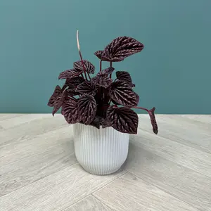 Peperomia caperata 'Red Luna' (Pot Size 11cm) - image 3