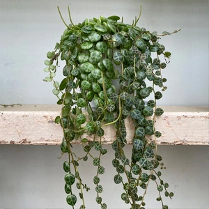 Peperomia prostrata (Pot Size 11cm) String of Turtles - image 1