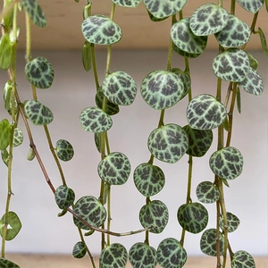 Peperomia prostrata (Pot Size 11cm) String of Turtles - image 2