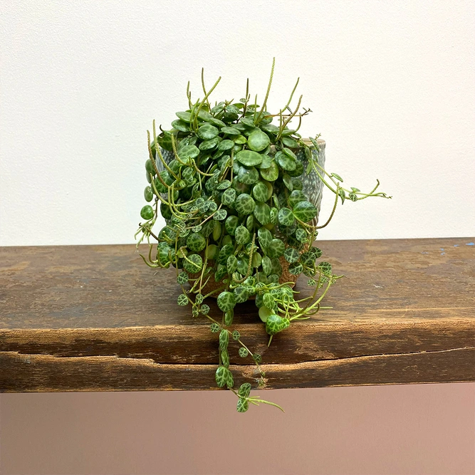 Peperomia prostrata (Pot Size 11cm) String of Turtles - image 3