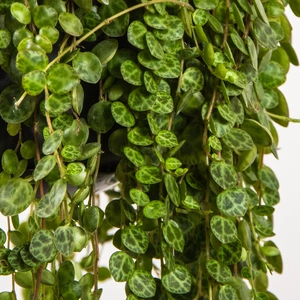 Peperomia prostrata (Pot Size 15cm) String of Turtles - image 2