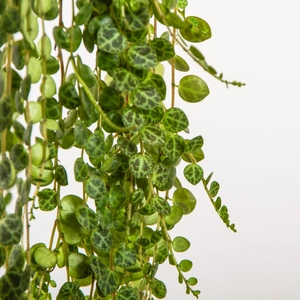 Peperomia prostrata (Pot Size 15cm) String of Turtles - image 4