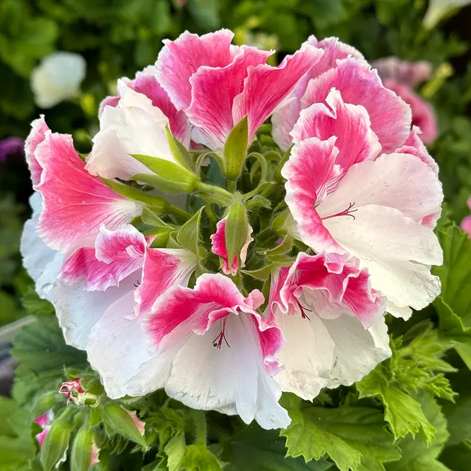 Perlargonium 'Grand Donatello' (Pot Size 12cm) - image 1