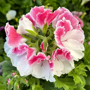 Perlargonium 'Grand Donatello' (Pot Size 12cm) - image 1