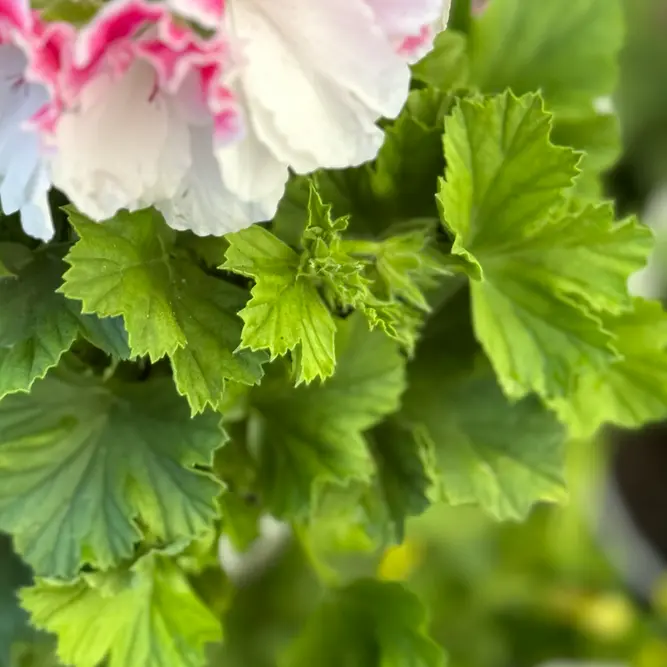 Perlargonium 'Grand Donatello' (Pot Size 12cm) - image 2
