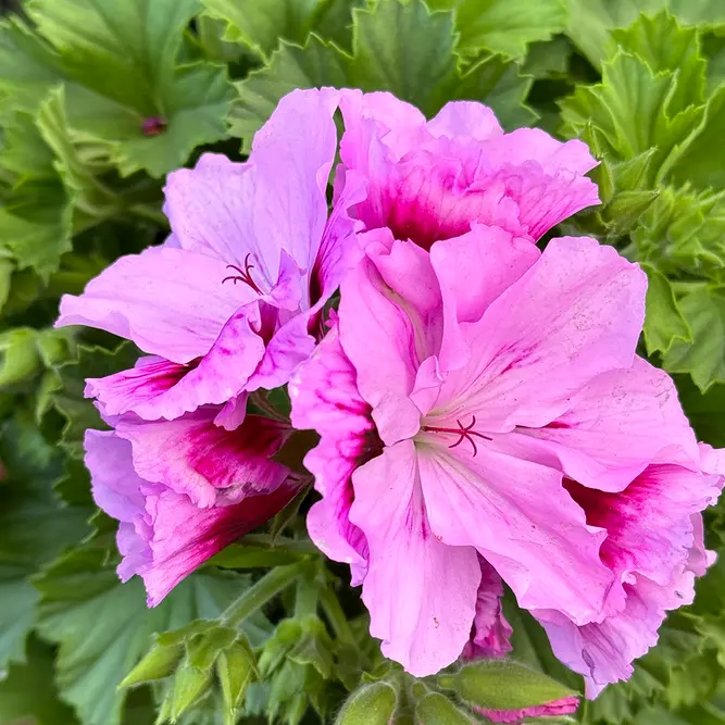 Perlargonium 'Grand Sergio' (Pot Size 12cm) - image 1