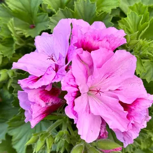 Perlargonium 'Grand Sergio' (Pot Size 12cm) - image 1