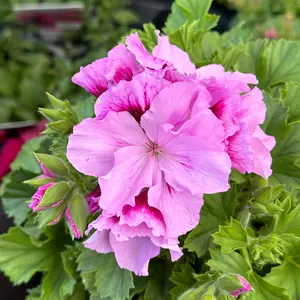 Perlargonium 'Grand Sergio' (Pot Size 12cm) - image 2