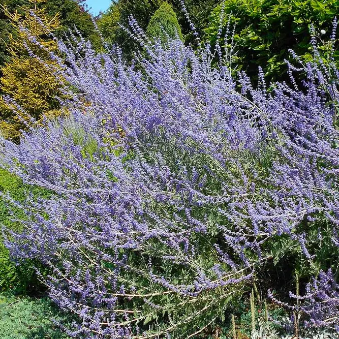 Perovskia Atriplicifolia 'Blue Spire' (Pot Size 3L) Russian Sage - image 1