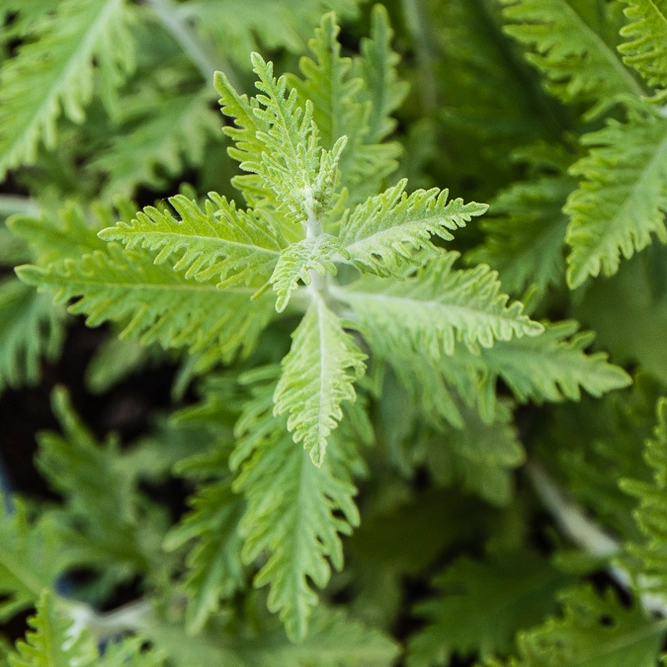 Perovskia Atriplicifolia 'Blue Spire' (Pot Size 3L) Russian Sage - image 2