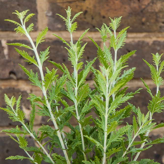 Perovskia Atriplicifolia 'Blue Spire' (Pot Size 3L) Russian Sage - image 3