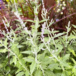 Perovskia atriplicifolia Silvery Blue 'Lissvery' (2L) Russian Sage - image 2