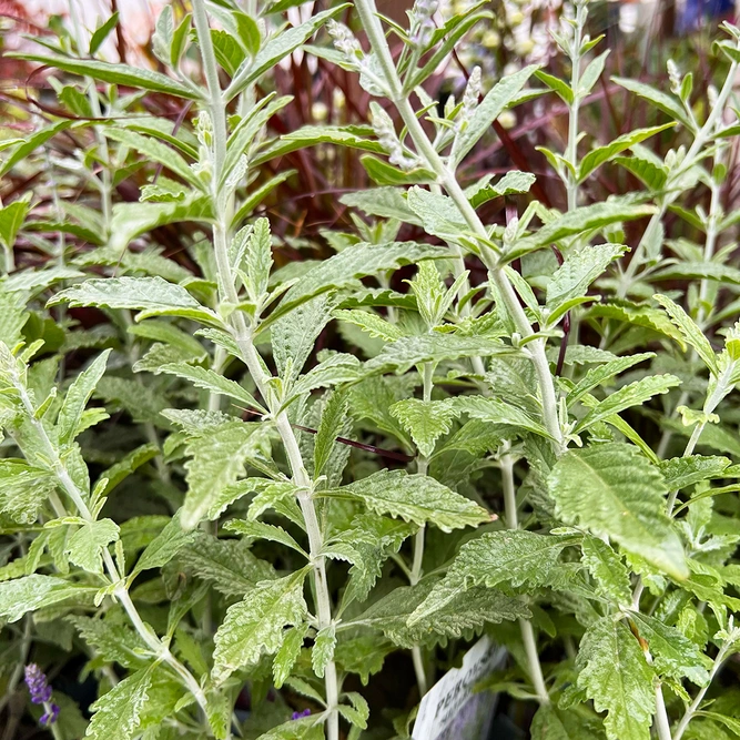 Perovskia atriplicifolia Silvery Blue 'Lissvery' (2L) Russian Sage - image 3