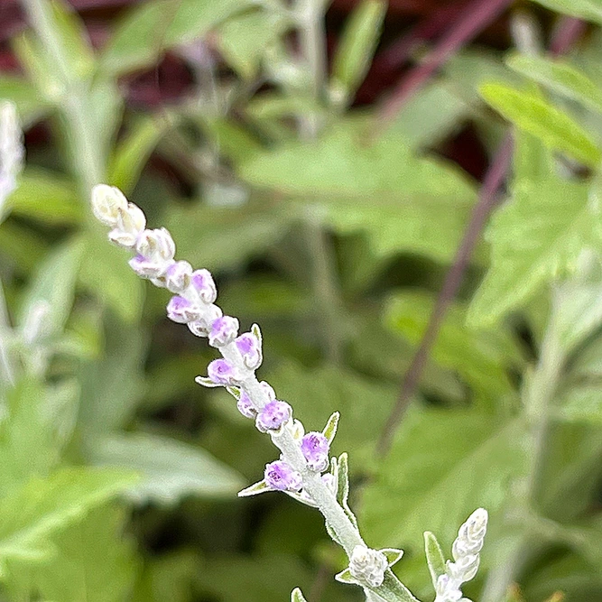 Perovskia atriplicifolia Silvery Blue 'Lissvery' (2L) Russian Sage - image 4