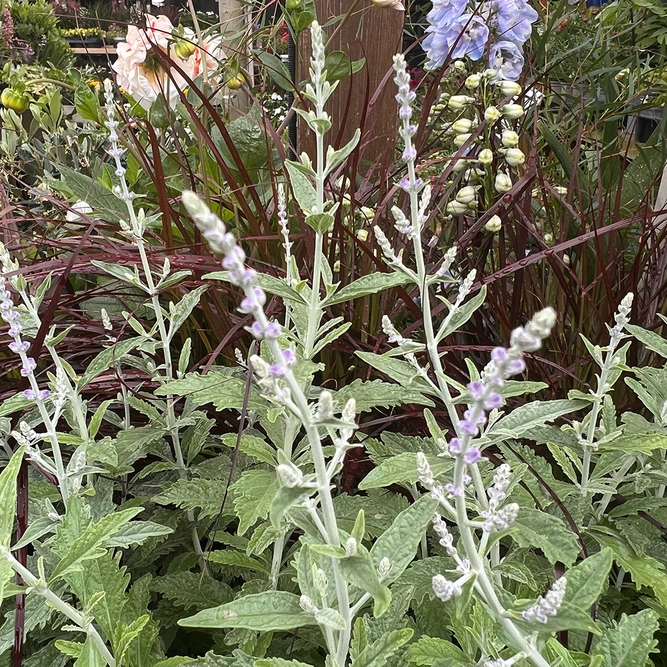 Perovskia atriplicifolia Silvery Blue 'Lissvery' (2L) Russian Sage - image 6