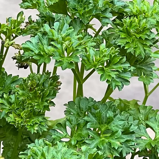 Petroselinum crispum var. neapolitanum 'French' (Pot Size 1L) - Flat Leaved Parsley - image 1