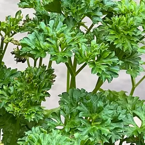 Petroselinum crispum var. neapolitanum 'French' (Pot Size 1L) - Flat Leaved Parsley - image 1