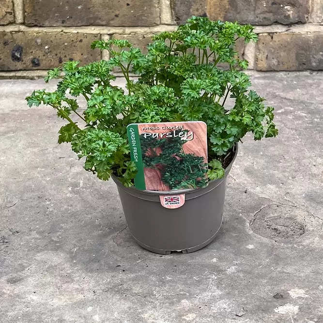 Petroselinum crispum var. neapolitanum 'French' (Pot Size 1L) - Flat Leaved Parsley - image 2