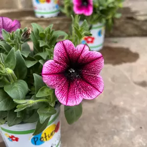 Petunia 'Johnny Flame' (Pot Size 10.5cm)