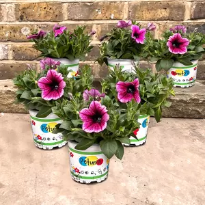 Petunia 'Johnny Flame' (Pot Size 10.5cm) - image 2