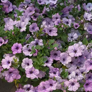 Petunia 'Lavender Sky' (Pot Size 10.5cm)