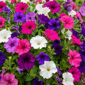 Petunia 'Mixed Colours' (Pot Size 10.5cm)