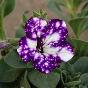 Petunia 'Night Sky' (Pot Size 10.5cm) - image 1