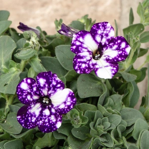 Petunia 'Night Sky' (Pot Size 10.5cm) - image 2