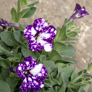 Petunia 'Night Sky' (Pot Size 10.5cm) - image 3