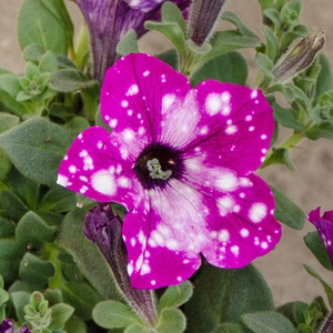 Petunia 'Sky Circus' (Pot Size 10.5cm)