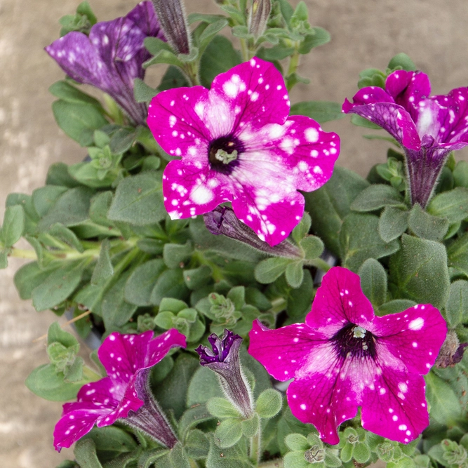 Petunia 'Sky Circus' (Pot Size 10.5cm) - image 2