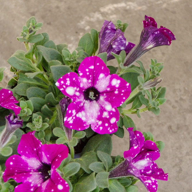 Petunia 'Sky Circus' (Pot Size 10.5cm) - image 3