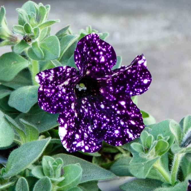 Petunia 'Sky Mystery' (Pot Size 10.5cm) - image 1