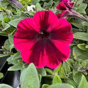 Petunia 'Suzy Storm' (Pot Size 10.5cm)