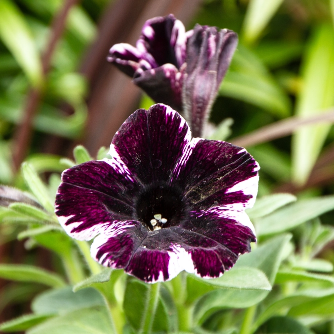 Petunia 'Sweetunia Miss Marvellous' (Pot Size 10.5cm) - image 1