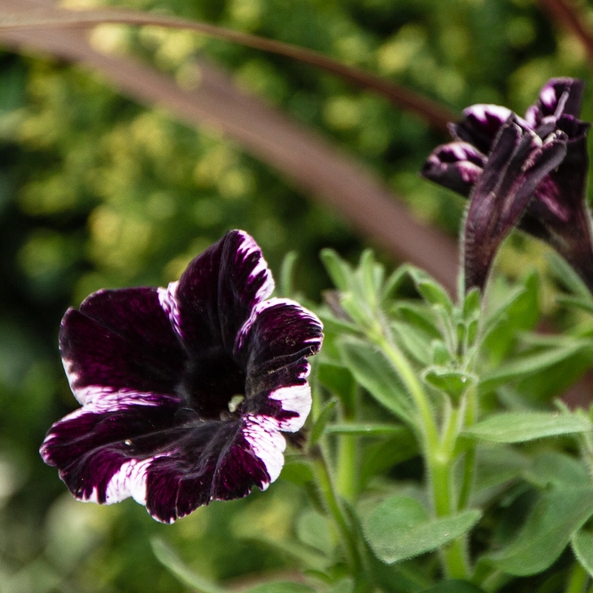 Petunia 'Sweetunia Miss Marvellous' (Pot Size 10.5cm) - image 2