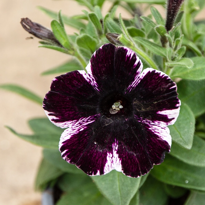 Petunia 'Sweetunia Miss Marvellous' (Pot Size 10.5cm) - image 3