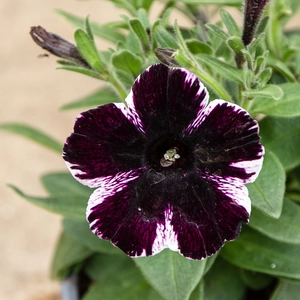 Petunia 'Sweetunia Miss Marvellous' (Pot Size 10.5cm) - image 3