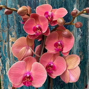 Phalaenopsis 'Asian Coral' (Pot Size 12cm) Moth Orchid - image 1