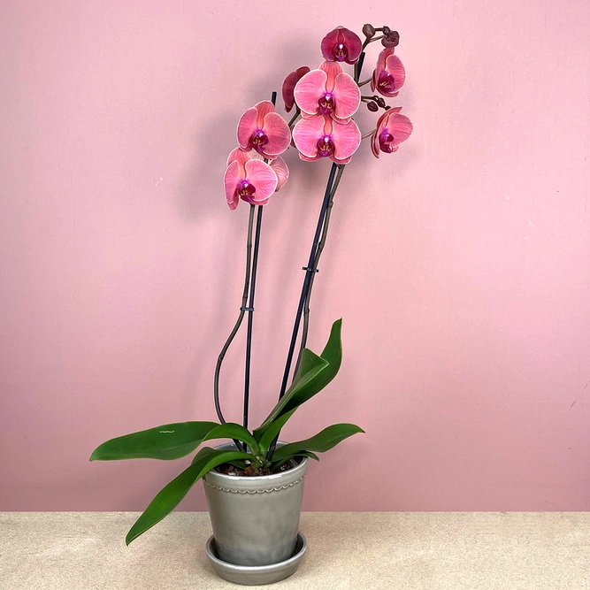 Phalaenopsis 'Asian Coral' (Pot Size 12cm) Moth Orchid - image 4