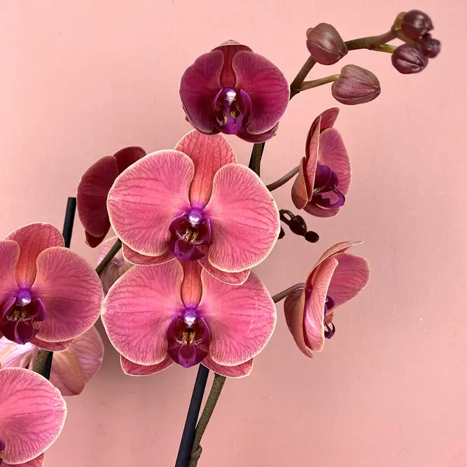 Phalaenopsis 'Asian Coral' (Pot Size 12cm) Moth Orchid (alt) - image 1
