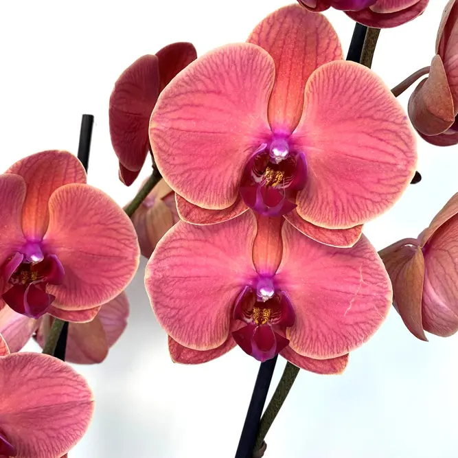 Phalaenopsis 'Asian Coral' (Pot Size 12cm) Moth Orchid (alt) - image 2