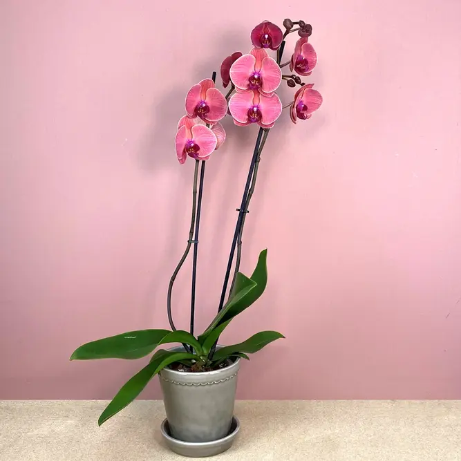 Phalaenopsis 'Asian Coral' (Pot Size 12cm) Moth Orchid (alt) - image 4
