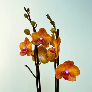 Phalaenopsis Bologna - Moth Orchid - image 1