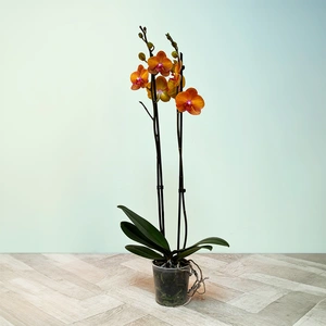 Phalaenopsis Bologna - Moth Orchid - image 2