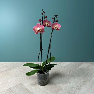 Phalaenopsis 'Dragon Heart' (Pot Size 12cm) Moth Orchid - image 2